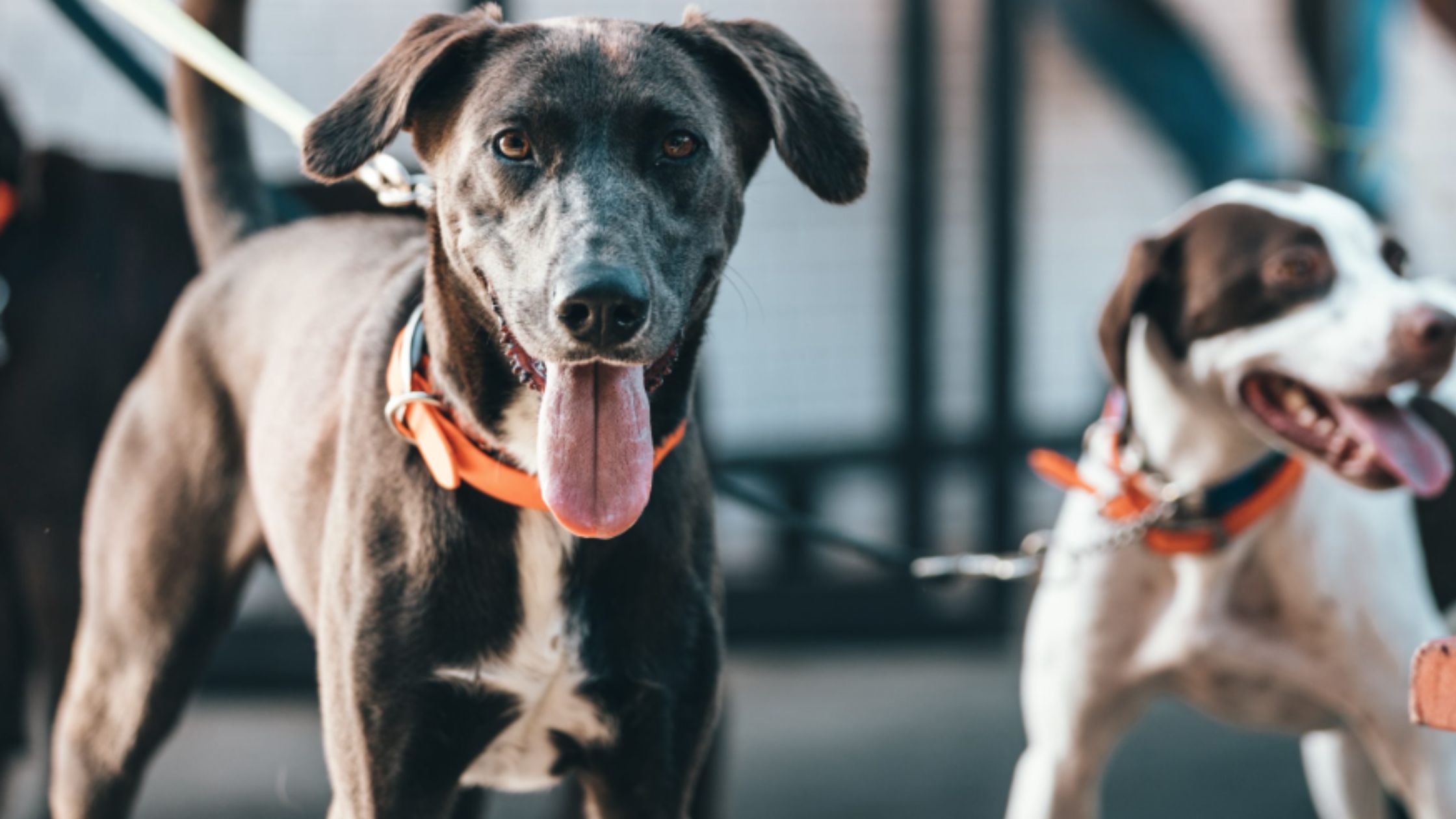Enhance Freedom and Obedience with Off Leash Dog Training