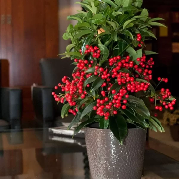 How Indoor Plants Can Breathe Life Into Your Office Space