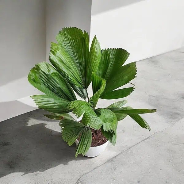 Transform Your Space with the Beauty and Benefits of Indoor Plants