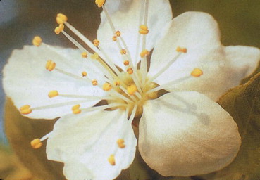 What Are Bach Flower Remedies and How Do They Work?
