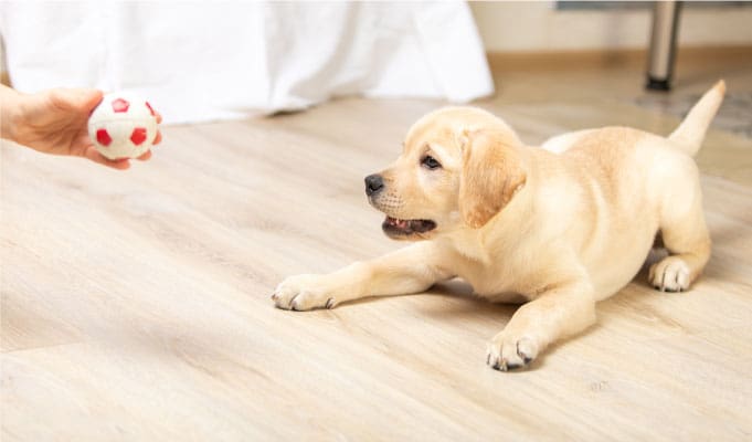 How to Train a Dog professionally in Providence