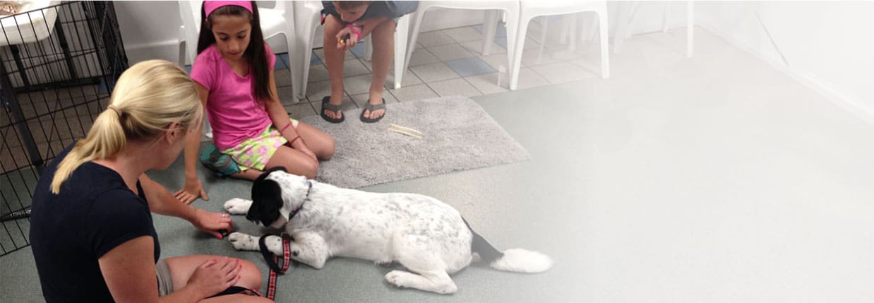 Dog Daycare Barrington – Active Play, Social Learning & Loving Care