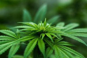 Cannabis Club Barcelona