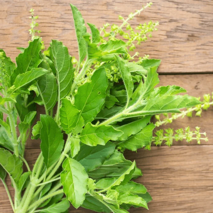 Introduction to Holy Basil: The Sacred Herb for Better Health