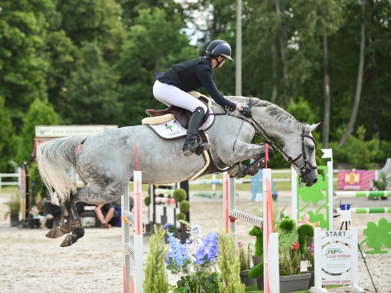 Riding into Elegance: Exploring British Horses For Sale