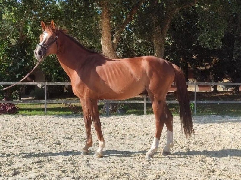 From Dream to Saddle: How to Find Your Horse with Confidence