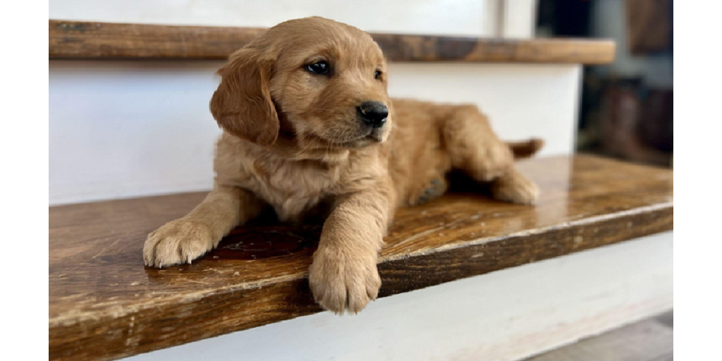 Why Goldendoodles Are the Perfect Family Dogs