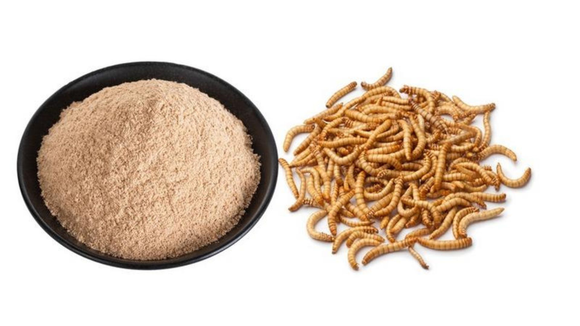 Insect Protein Market to Rise on Sustainability Demand