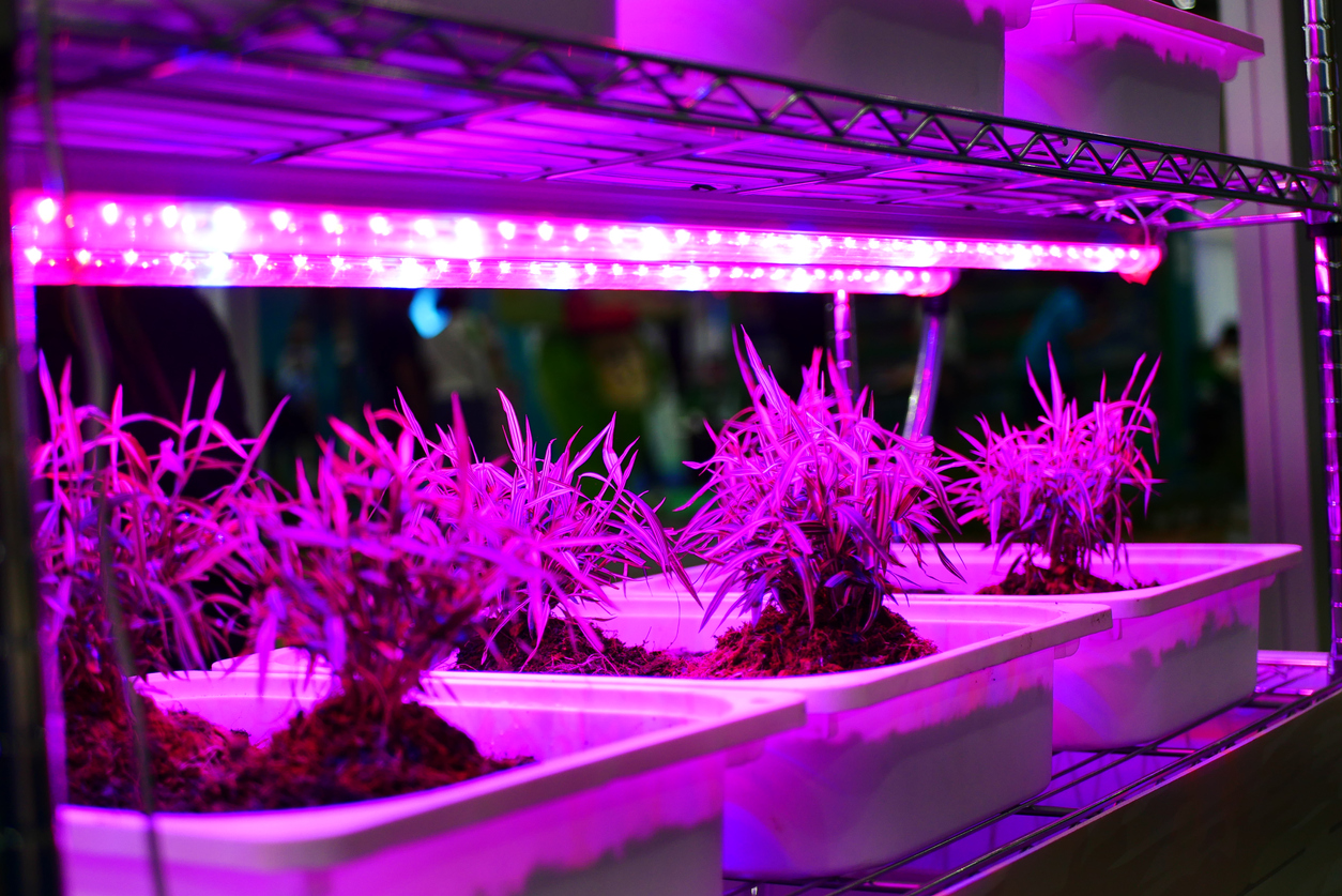 Alles wat u moet weten over ledverlichting voor planten 
