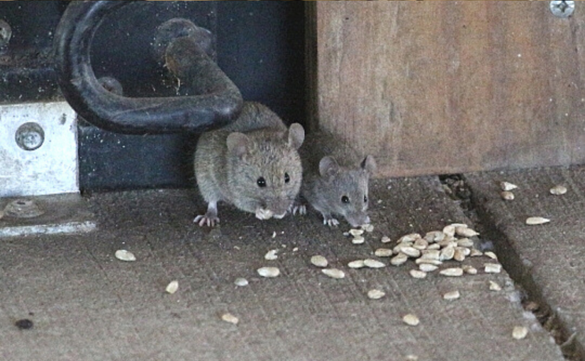 Big damage caused by small House Mouse to your Thornhill home