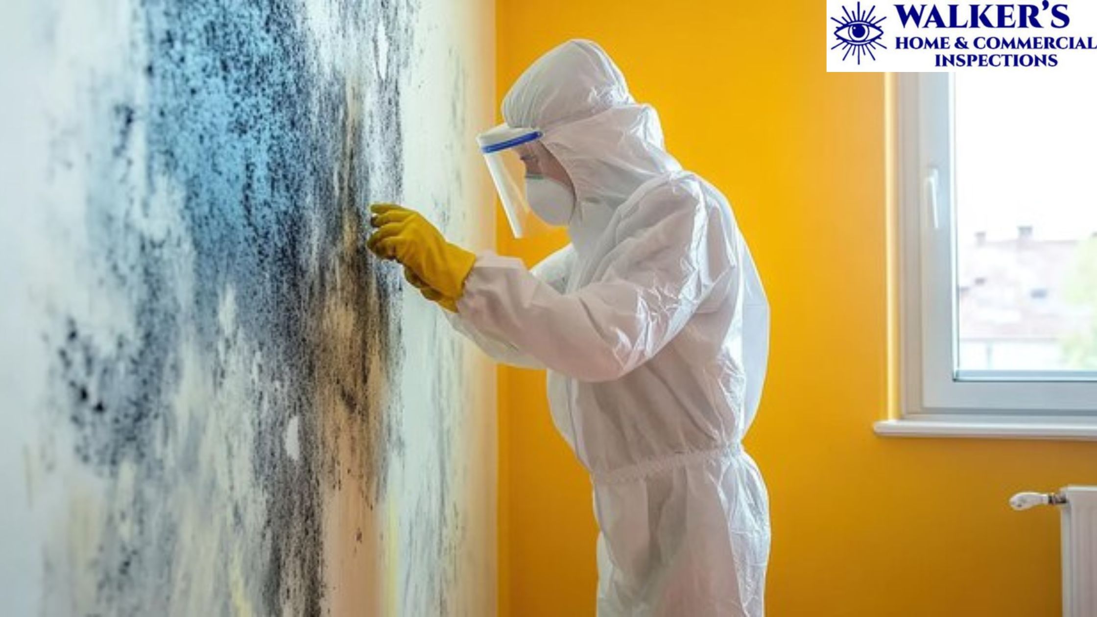 Professional Mold Testing Matters – Why It Matters in the Long Run?