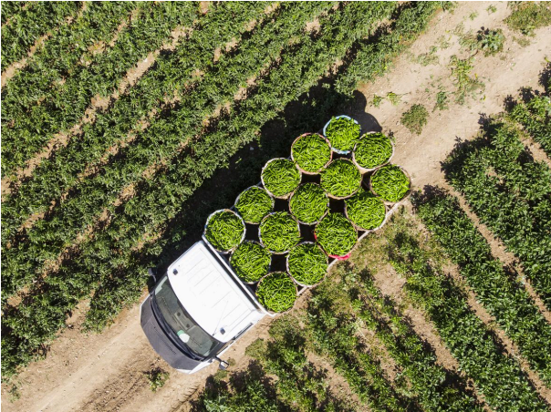 Sustainability in the Food and Beverage Sector: A Business Take