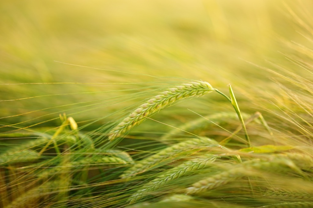 Advantages and Disadvantages of Technology in Agriculture
