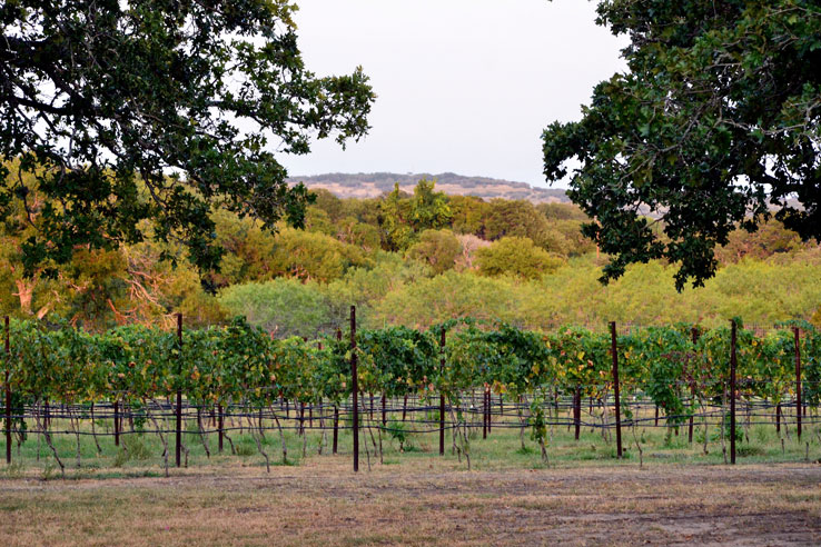 Dripping Springs Wineries Tour