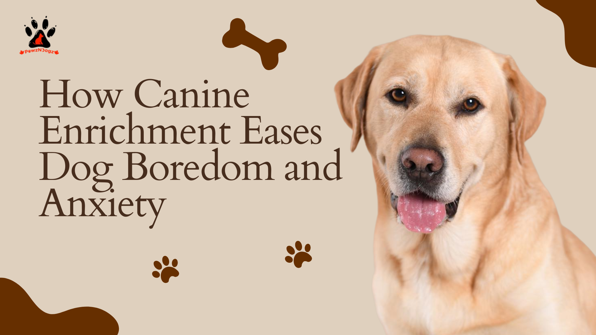 The Role of Canine Enrichment in Reducing Boredom and Anxiety in Dogs