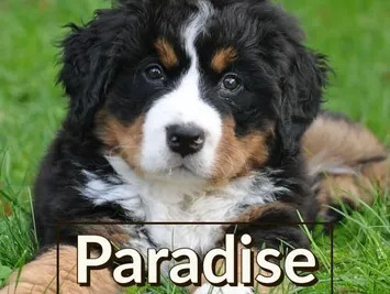How Off-Leash Bernese Mountain Dog Training Builds Confidence and Control?