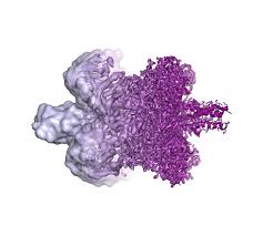 Cryo Electron Microscopy Market is Growing Rapidly Driven by Technological Advancements