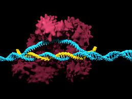 Emerging CRISPR Genomic Cure Market Explores Revolutionary Therapies by Precision Medicine   