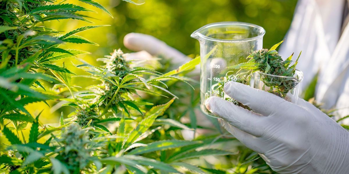 Cannabis Testing Market Trends Driven by Regulations