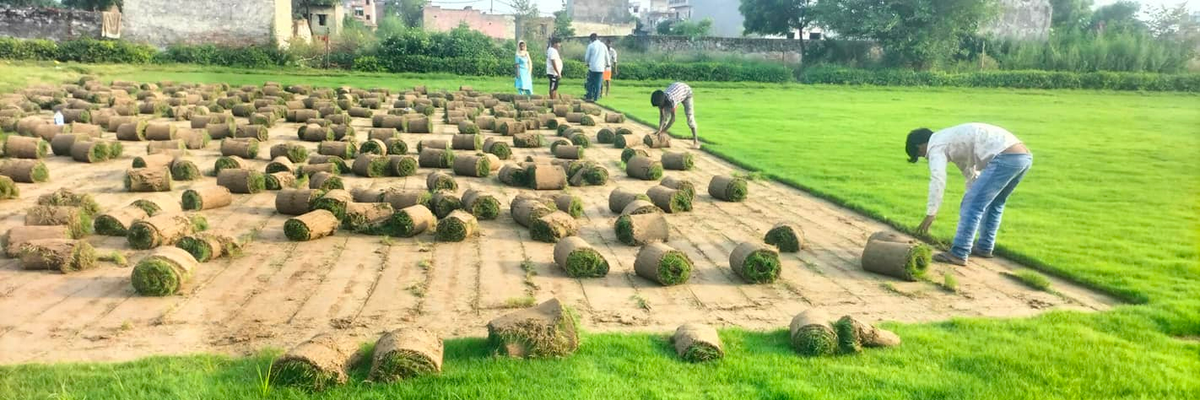 Top Natural Grass Supplier in Delhi – Fresh Turf & Lawn Grass