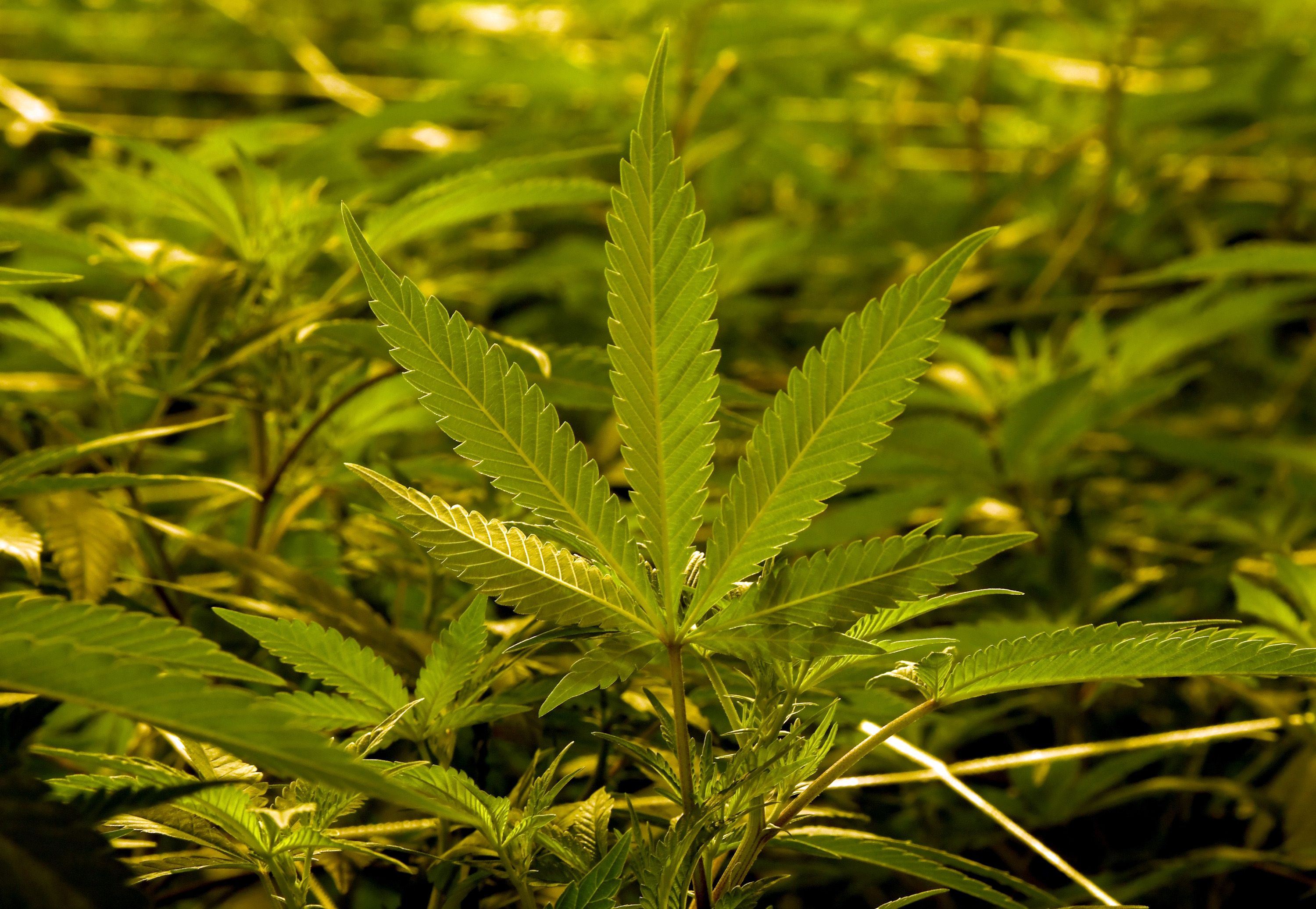 A Guide to Talk to Medical Marijuana Doctors Online