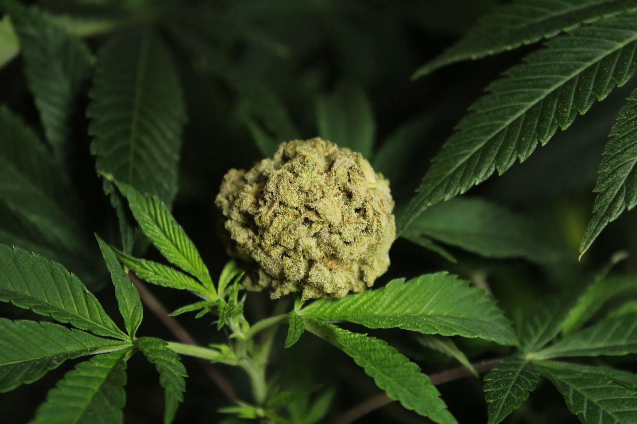 420 Evaluations in Chino Hills can now be done online to get a medical marijuana card