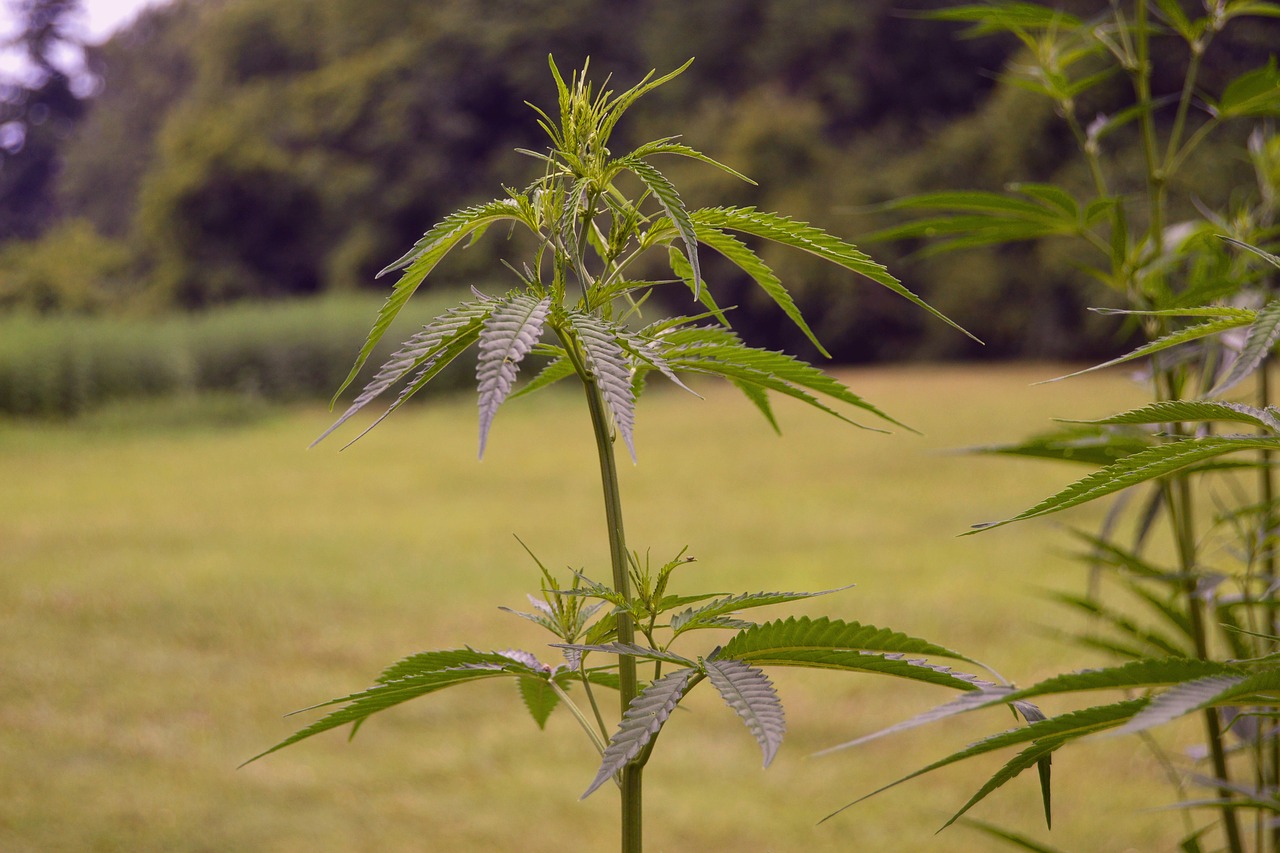 Should One Buy Medical Marijuana Card Online at All?