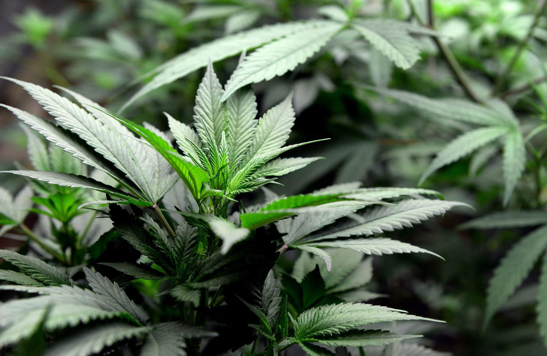 Help Yourself With Medical Marijuana Doctors Online