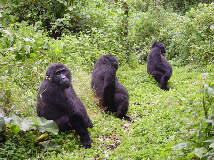 6 Day Experiences Primates on Uganda Safari Trip
