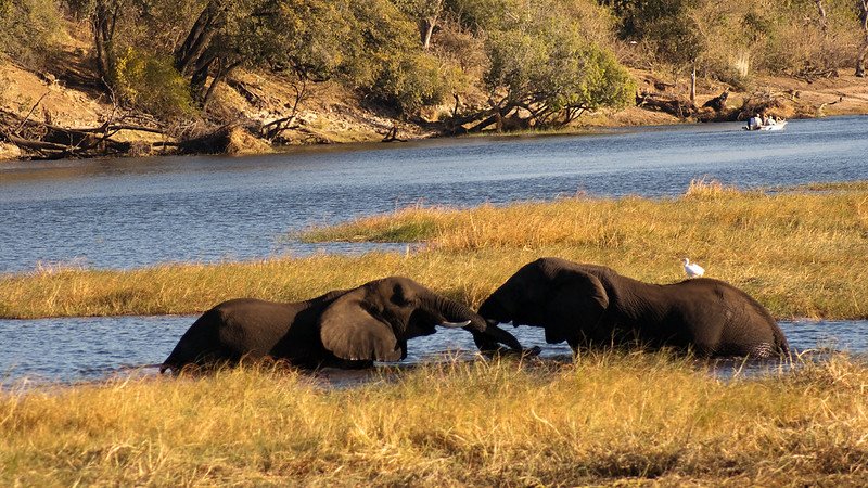 Top 7 things to do in chobe National park on Botswana safari tours