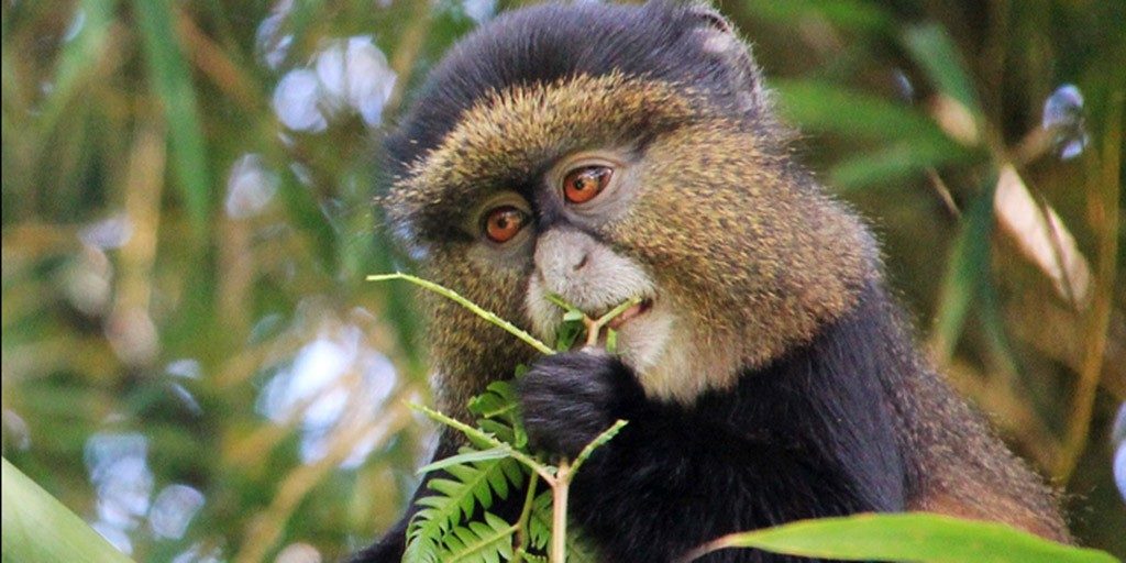 7 Day Rwanda Uganda Safari Tour for Primates 