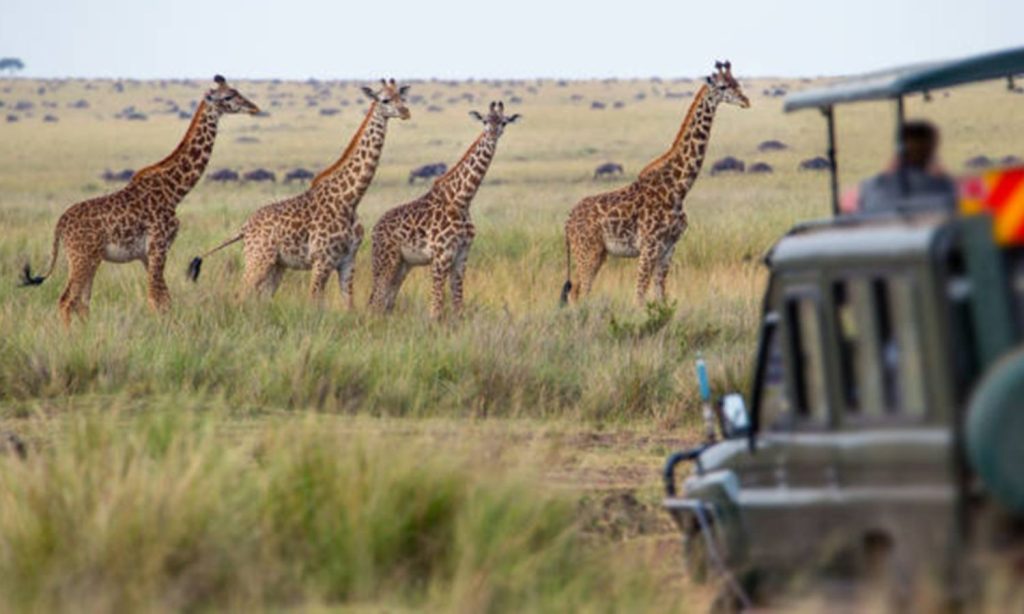 What are the Tanzania safari prices now