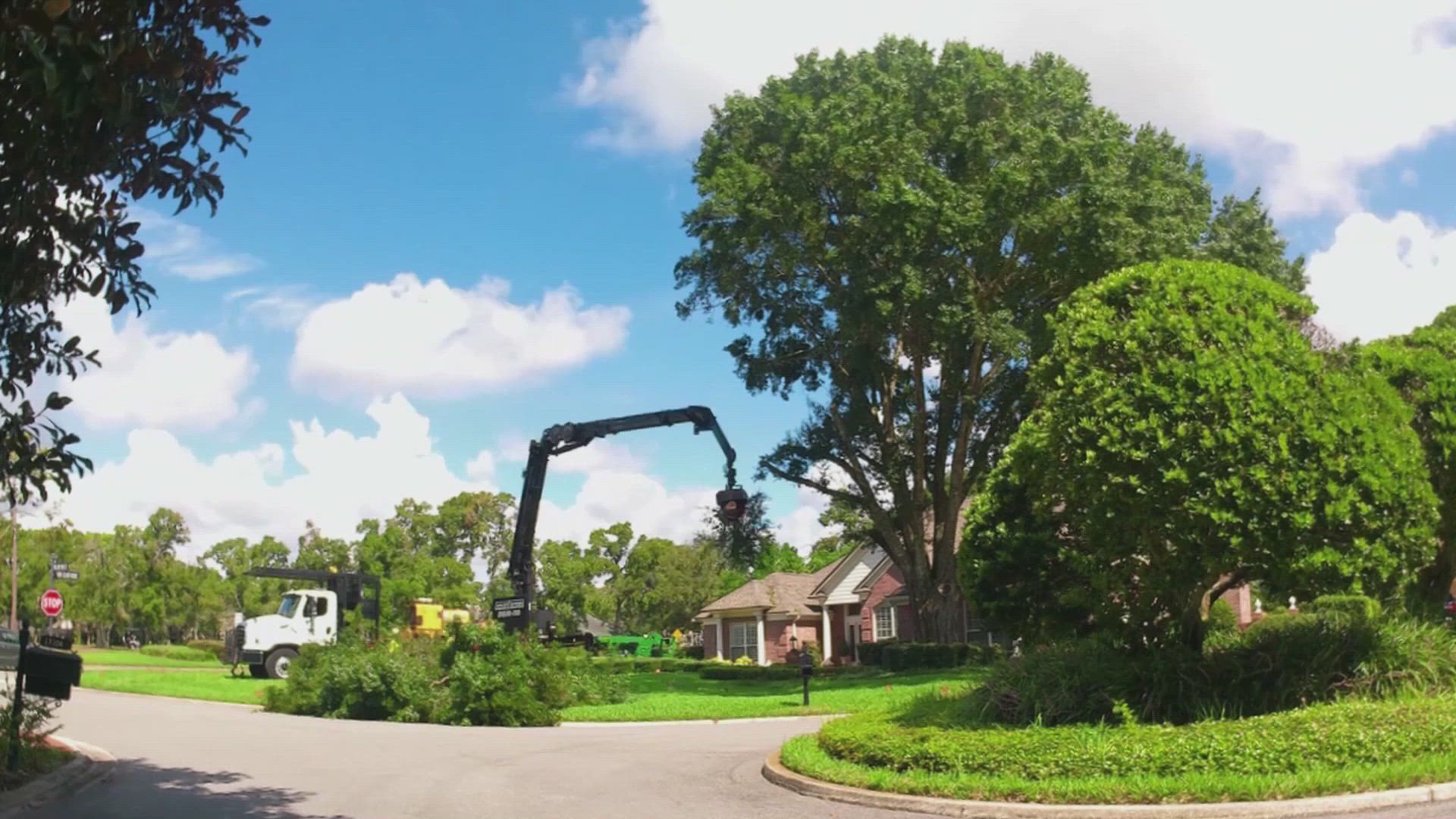 Do Your Trees Need a Trim? Here’s What You Should Know