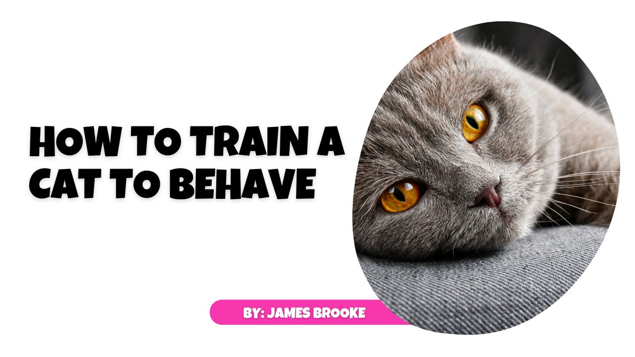 How to Train a Cat to Behave | A Useful Guide