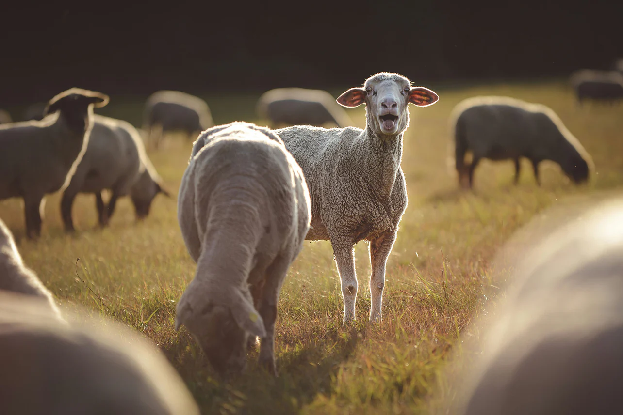 Why Merino Baby Clothes Are the Top Choice for Parents
