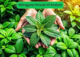 Mitragyna Hirsuta vs Kratom: Which One Should You Choose?