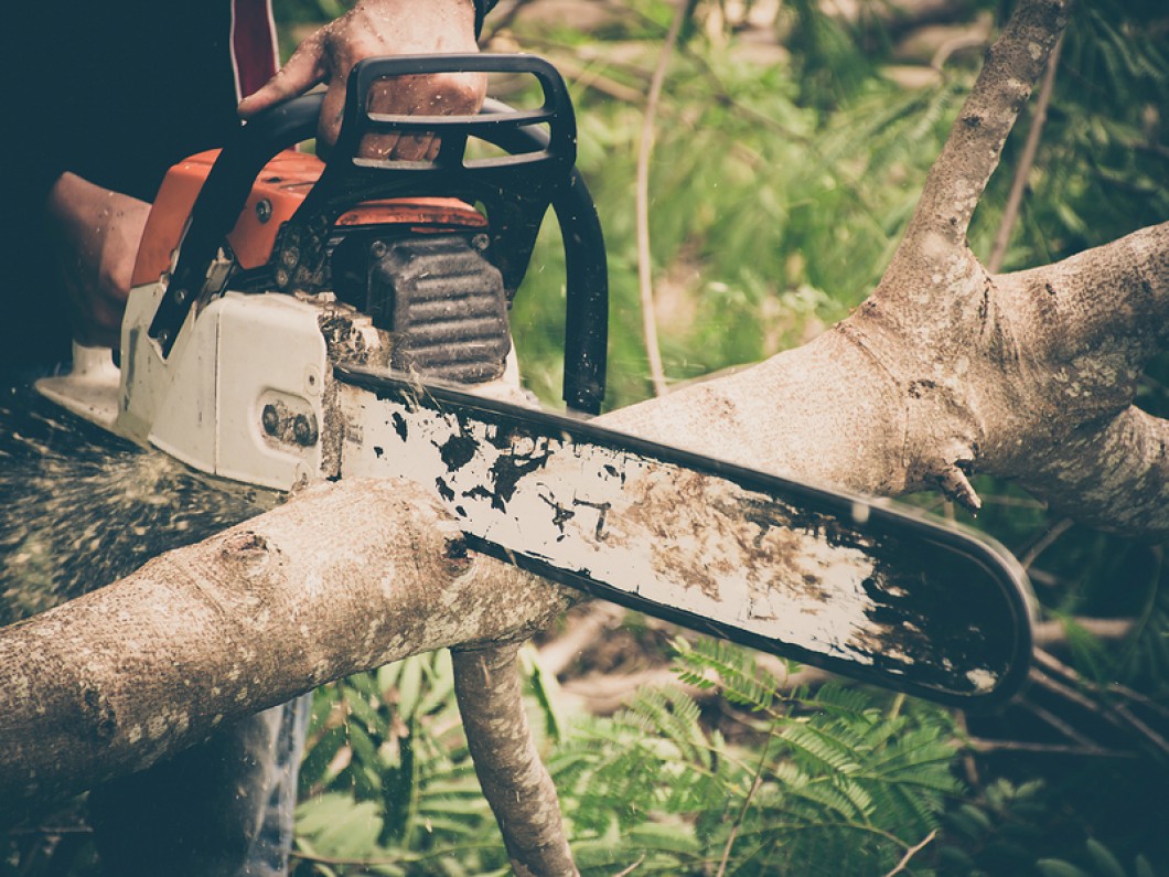 Allout Tree Removal Adelaide