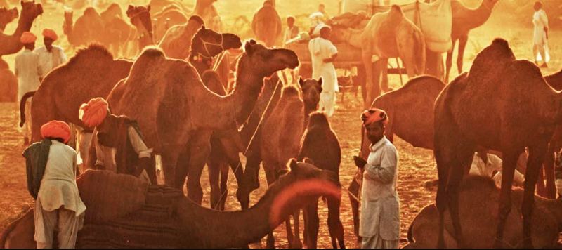 Explore Pushkar, the ‘Dev Bhumi’ of Rajasthan —Articles For Website