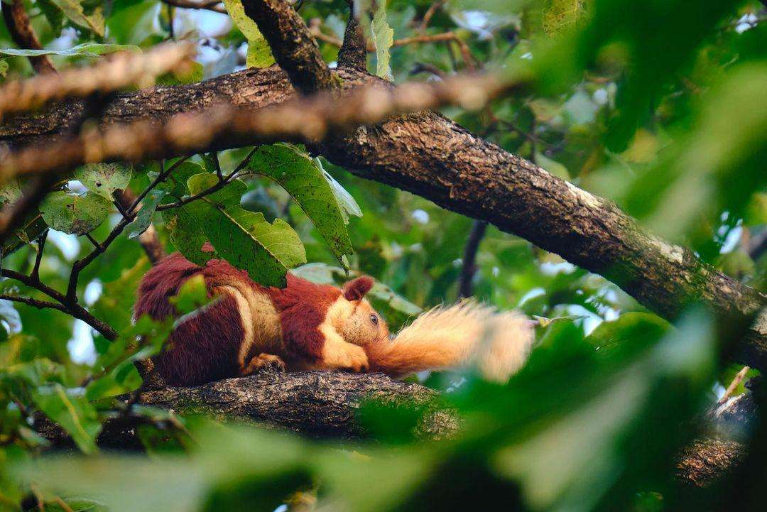 Best Places to Experience Wildlife on a Goa Wildlife Tour