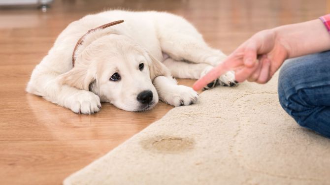 How Experts Remove Dog Odors from Deep Within Your Home