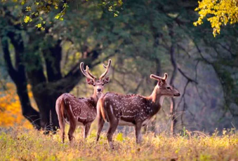 Sitabani Safari - Raw, Real, Remarkable