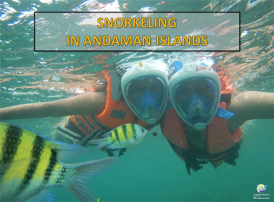 Dive Deep in Paradise: Scuba Diving in Andaman & Top Scuba Dive Courses in Andaman Islands