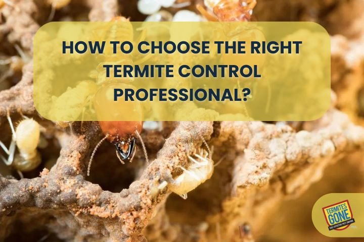 How to Choose the Right Termite Control Professional?