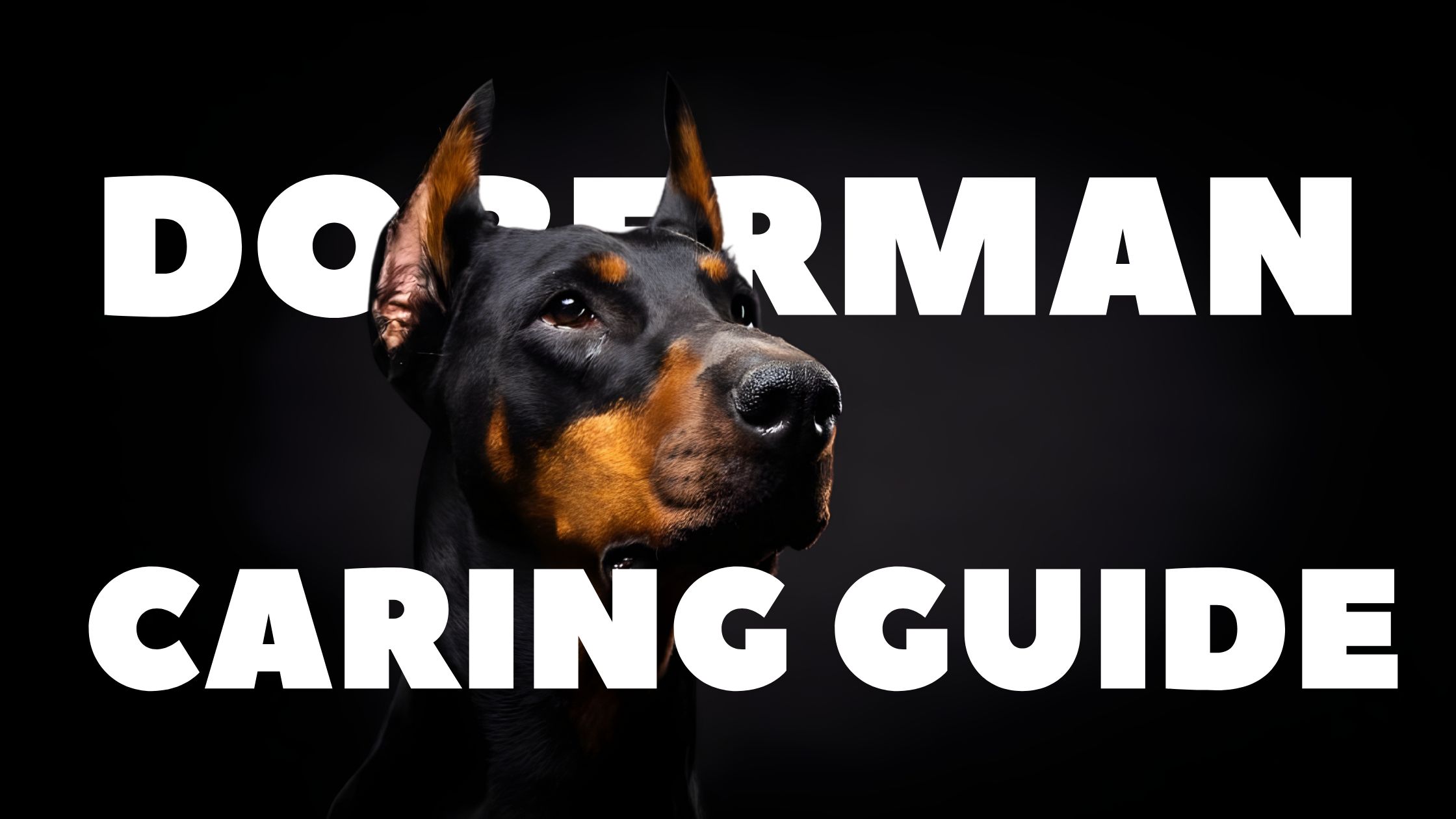 My Fun Journey with Dobermans: Loyal Pup Tips