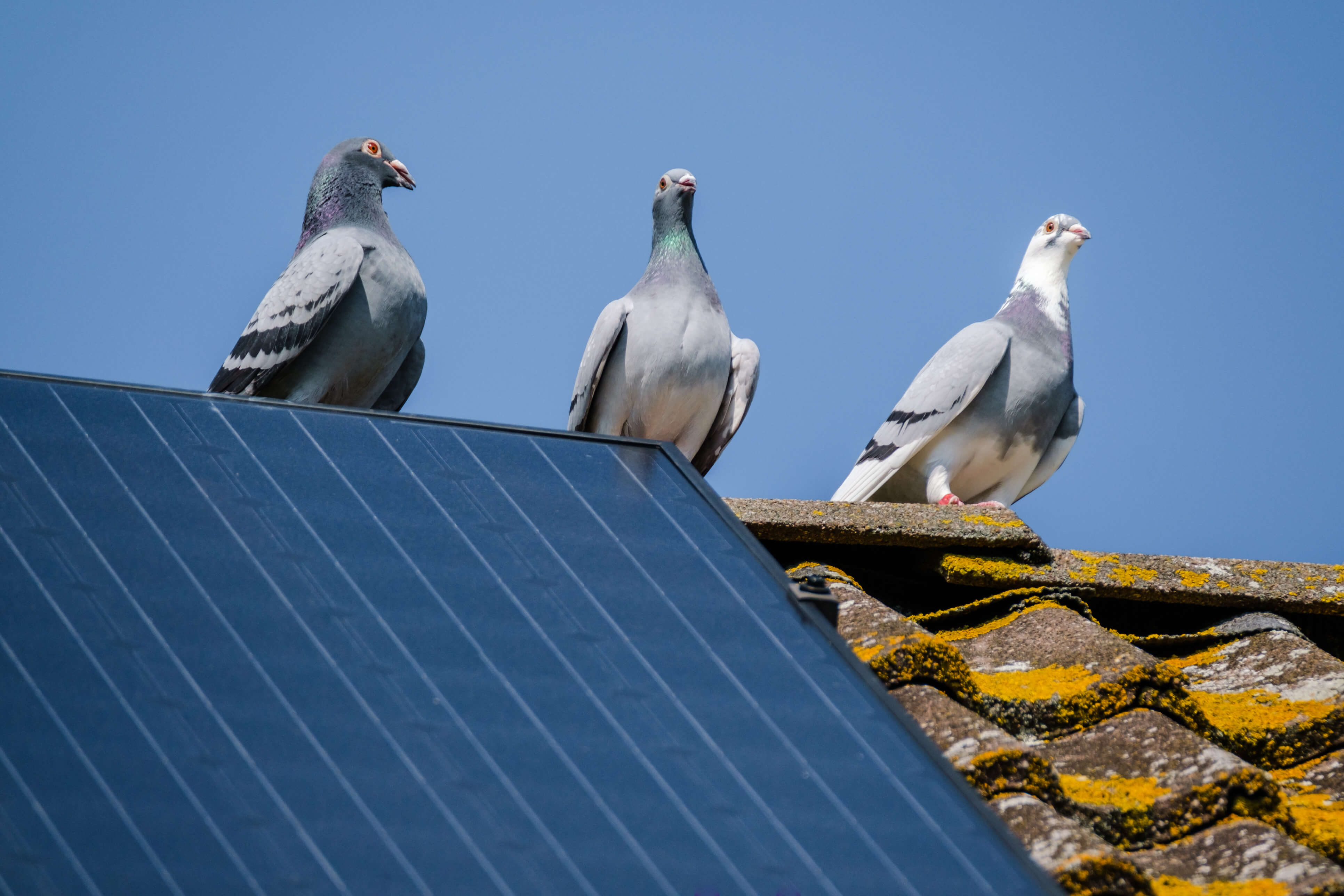 Managing Birds: The Importance of Solar Panel Bird Proofing