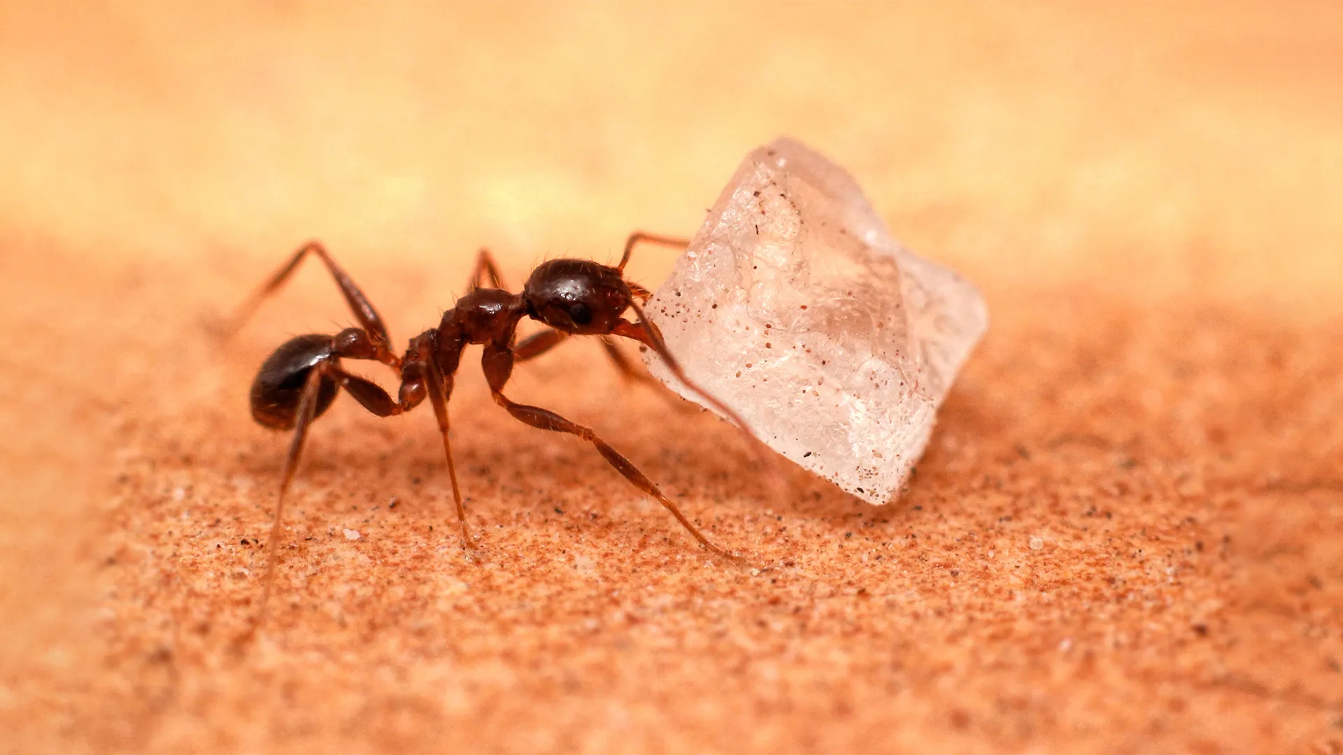 How to Get Rid of Sugar Ants: Protecting Your Kitchen Surfaces