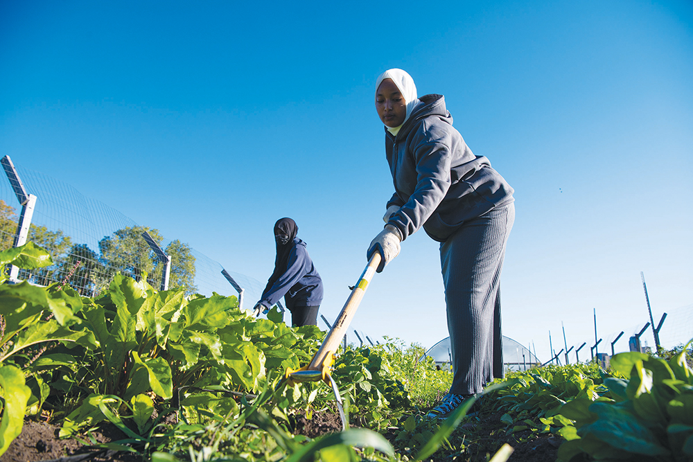 Integrated Pest Management: The Sustainable Future of Cardiff Pest Control