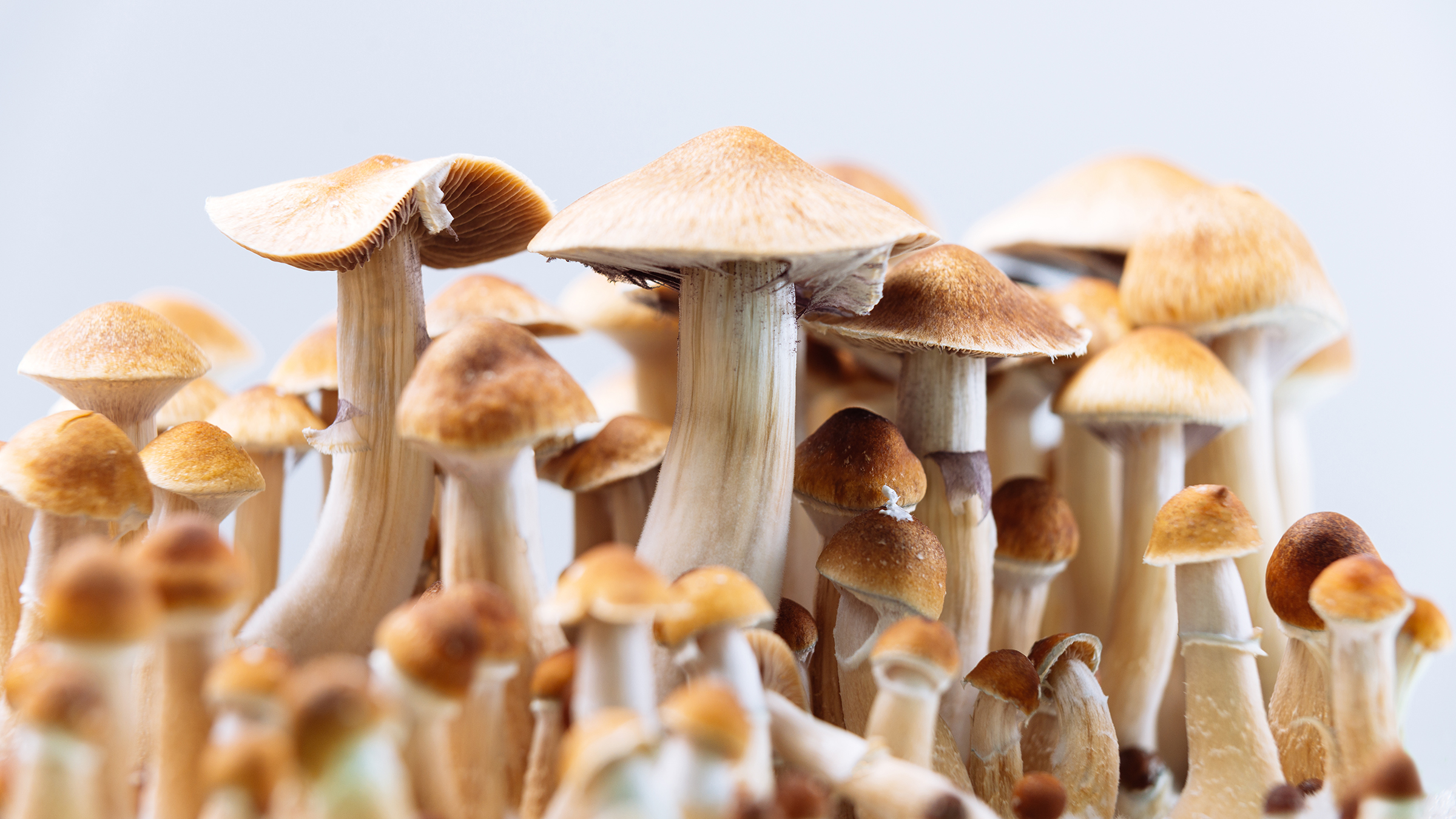 How Long Does Psilocybin Mushrooms Last? Full Guide to Shroom Trips and Effects