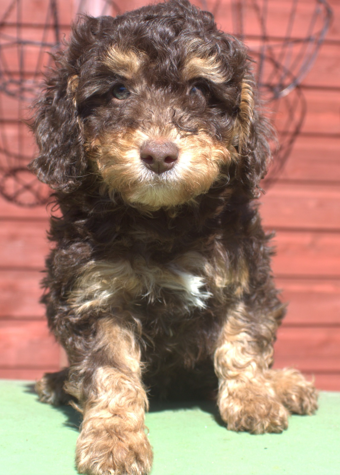 Expert Goldendoodle Puppy Training in Essex for a Well-Behaved Start