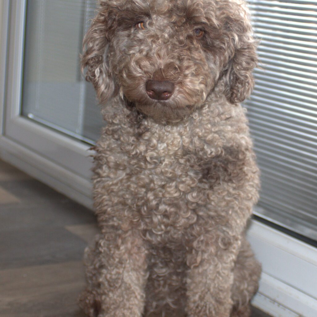 A Calm Companion from a Premium Labradoodle Breeder in the UK